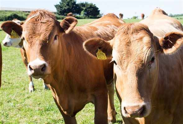 Cows in field